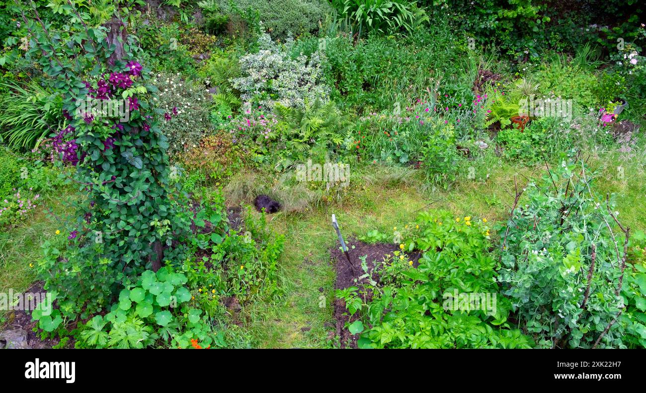 Blick von oben violette Clematis Kletterpflanze Erbsen Kartoffeln wachsen in kleinen Blumen- und Gemüsegarten in Wales Großbritannien Großbritannien KATHY DEWITT Stockfoto