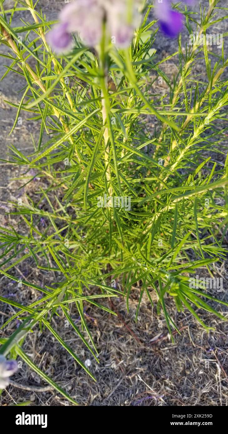 Wollbluecurls (Trichostema lanatum) Plantae Stockfoto