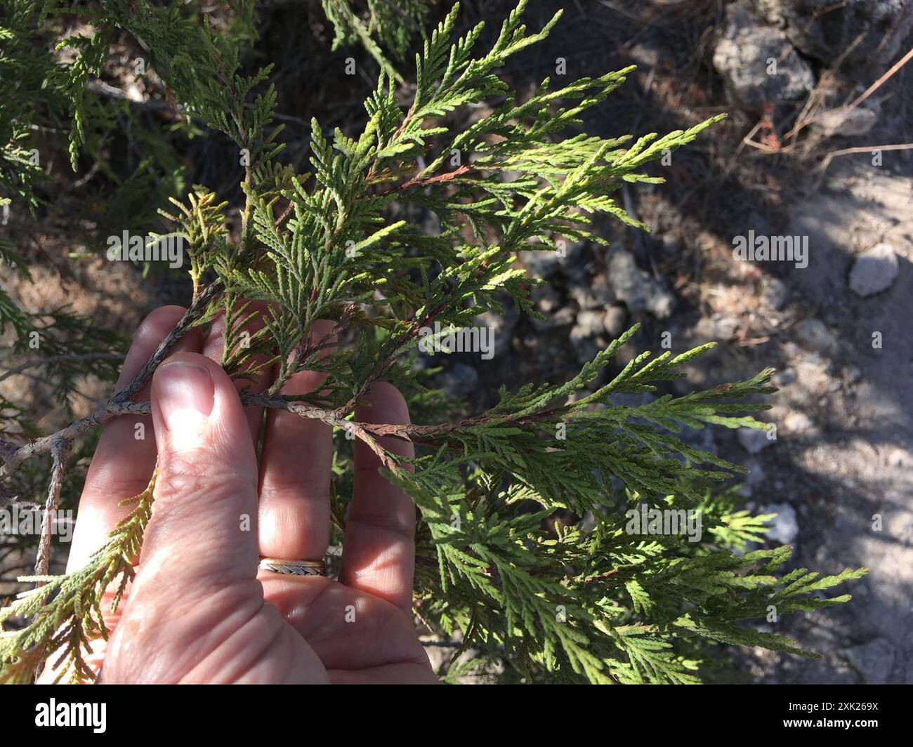 Wacholder (Juniperus flaccida) Plantae Stockfoto