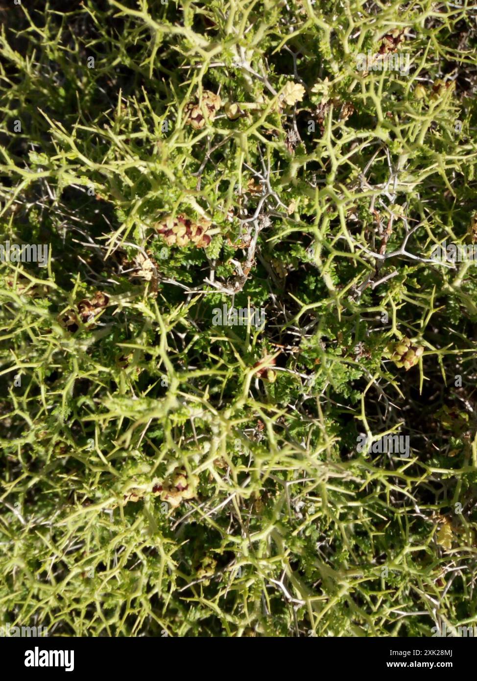 Spiny Burnet (Sarcopoterium spinosum) Plantae Stockfoto