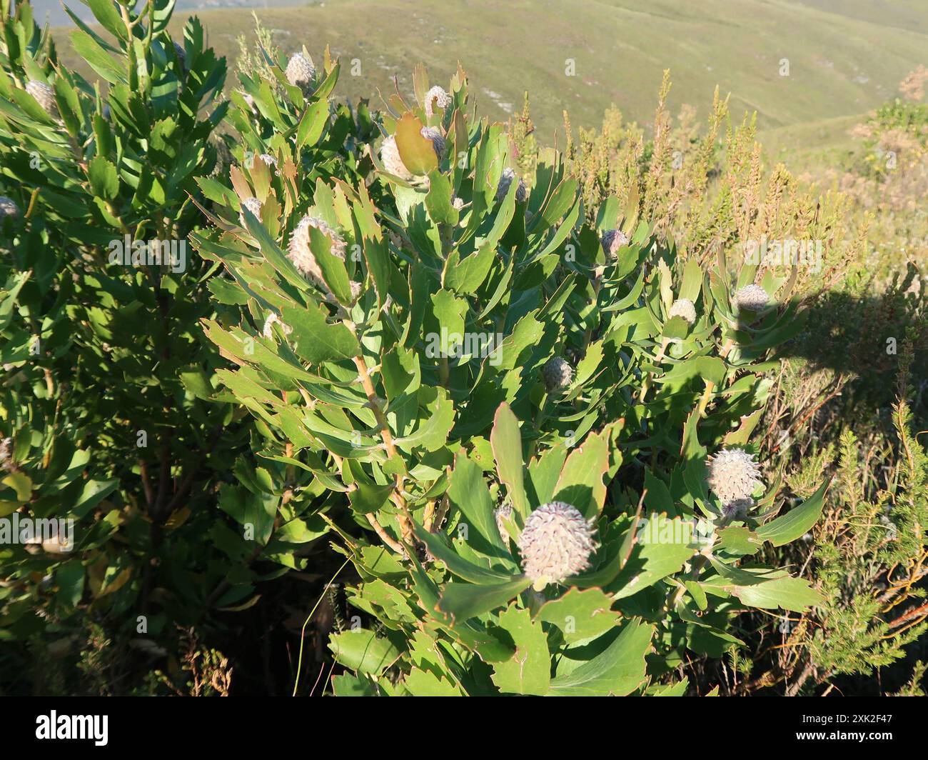 Outeniqua Pincushion (Leucospermum glabrum) Plantae Stockfoto