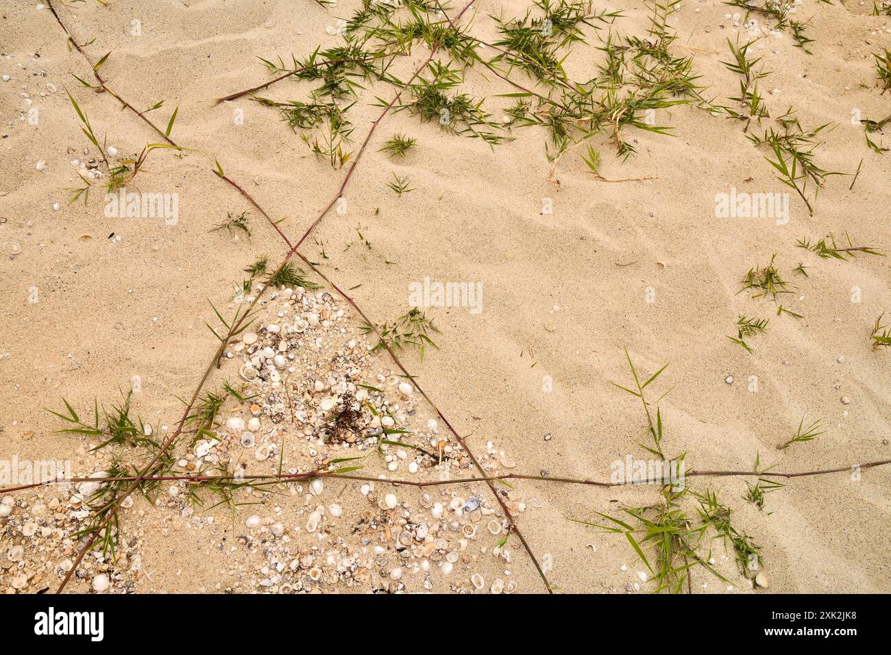 Die detaillierte Ansicht von oben auf den mit Muscheln, winzigen Dünenpflanzen und Gras verstreuten Sandstrand dieses Bildes fängt das Wesen einer ruhigen, untou-Atmosphäre ein Stockfoto