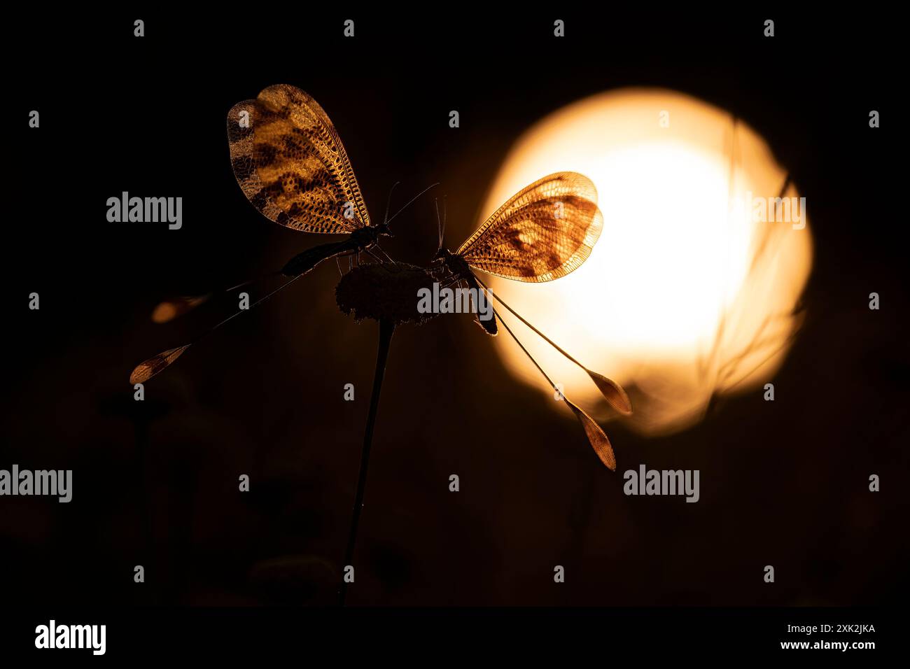 Eine markante Silhouette von Nemoptera Bipennis, oder Fadenflügelschnürung, vor einem glühenden Sonnenuntergang, symbolisiert Ruhe und Schönheit Stockfoto