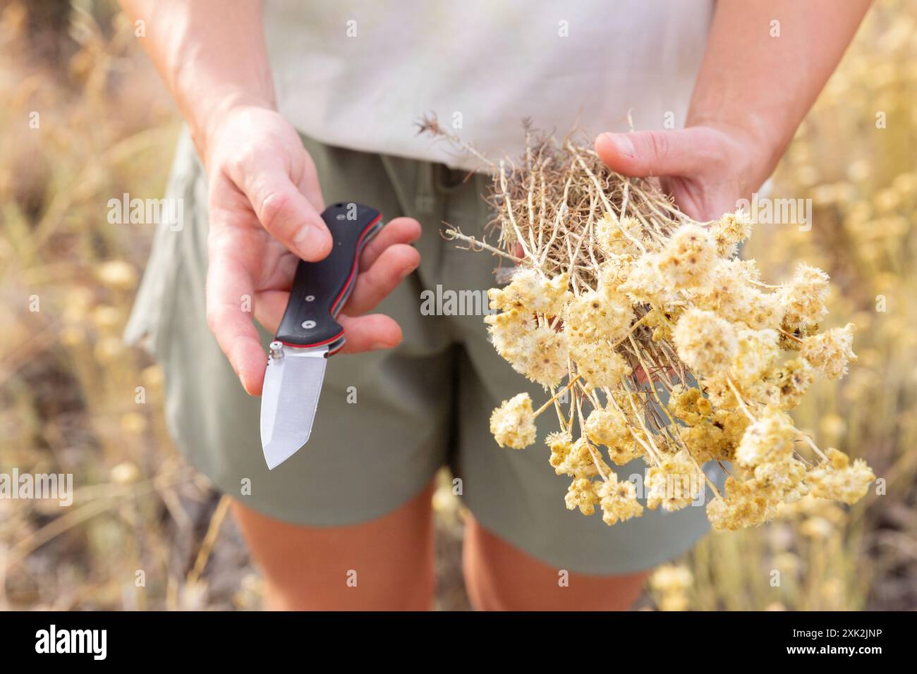 Nahaufnahme einer Person, die ein Messer hält und wilde Pflanzen zeigt, wie Materialien für Biwaks in einer ländlichen Umgebung vorbereitet werden Stockfoto