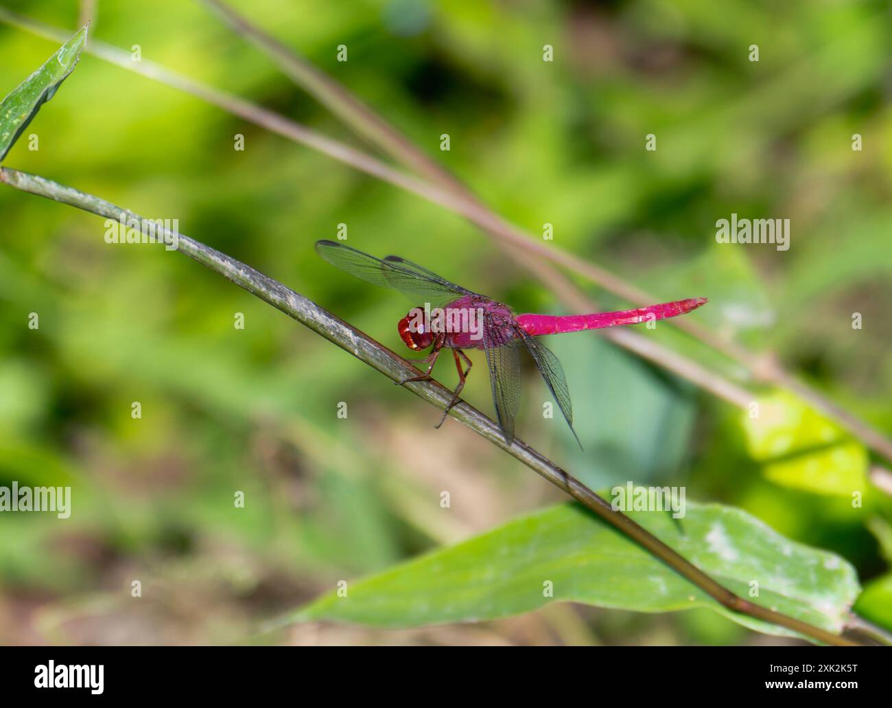 Eine lebendige Karminskimmer-Libelle (Orthemis discolor) mit ihrem markanten roten Körper und den transparenten Flügeln; ruht auf einem dünnen Ast; zeigt ihre Intr Stockfoto