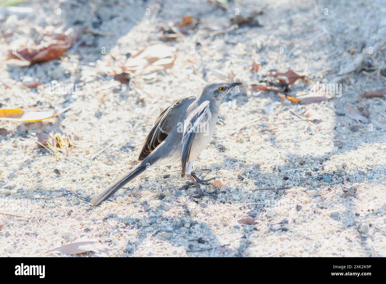 Auf sandigem Boden steht ein Nordmockingvogel (Mimus polyglottos), dessen Schwanzfedern hinter ihm aufgefächert sind, während er nach Nahrung sucht. Der Vogel ist dem gegenüber Stockfoto
