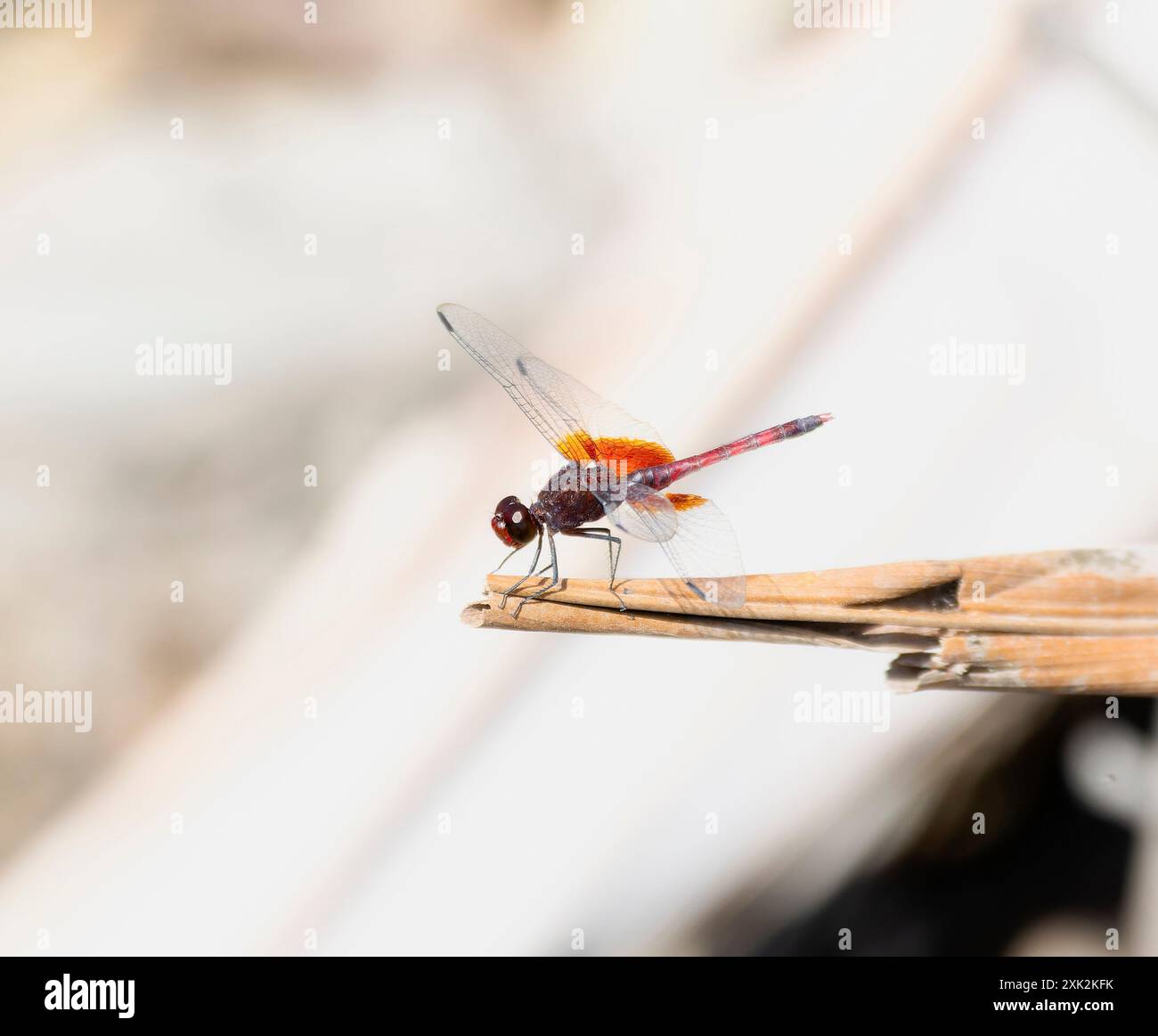 Eine rote Drachenfliege, Erythrodiplax fervida, ruht auf einem gebrochenen Zweig in Mexiko. Die Flügel der Libelle sind ausgebreitet und ihr Körper ist dunkel Stockfoto
