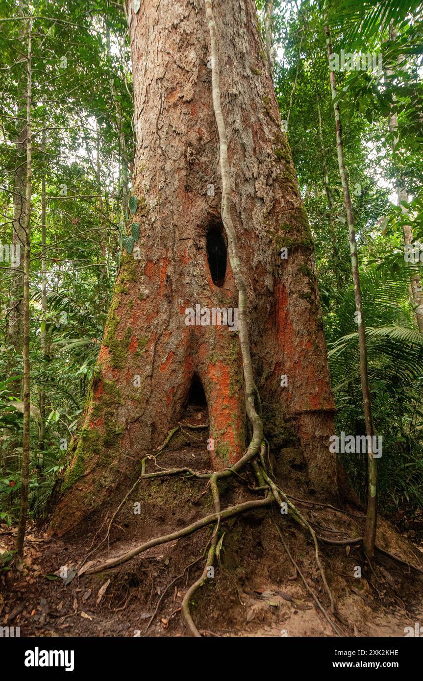 Angelim-da-mata (Hymenolobium excelsum), ein großer tropischer Baum, der typisch für Primärwälder ist, wo er das obere Baumkronen erreicht. Er ist im Amazonasbecken beheimatet und lebt in Gebieten mit Trockenwald. Amazonas Regenwald, Brasilien. Stockfoto