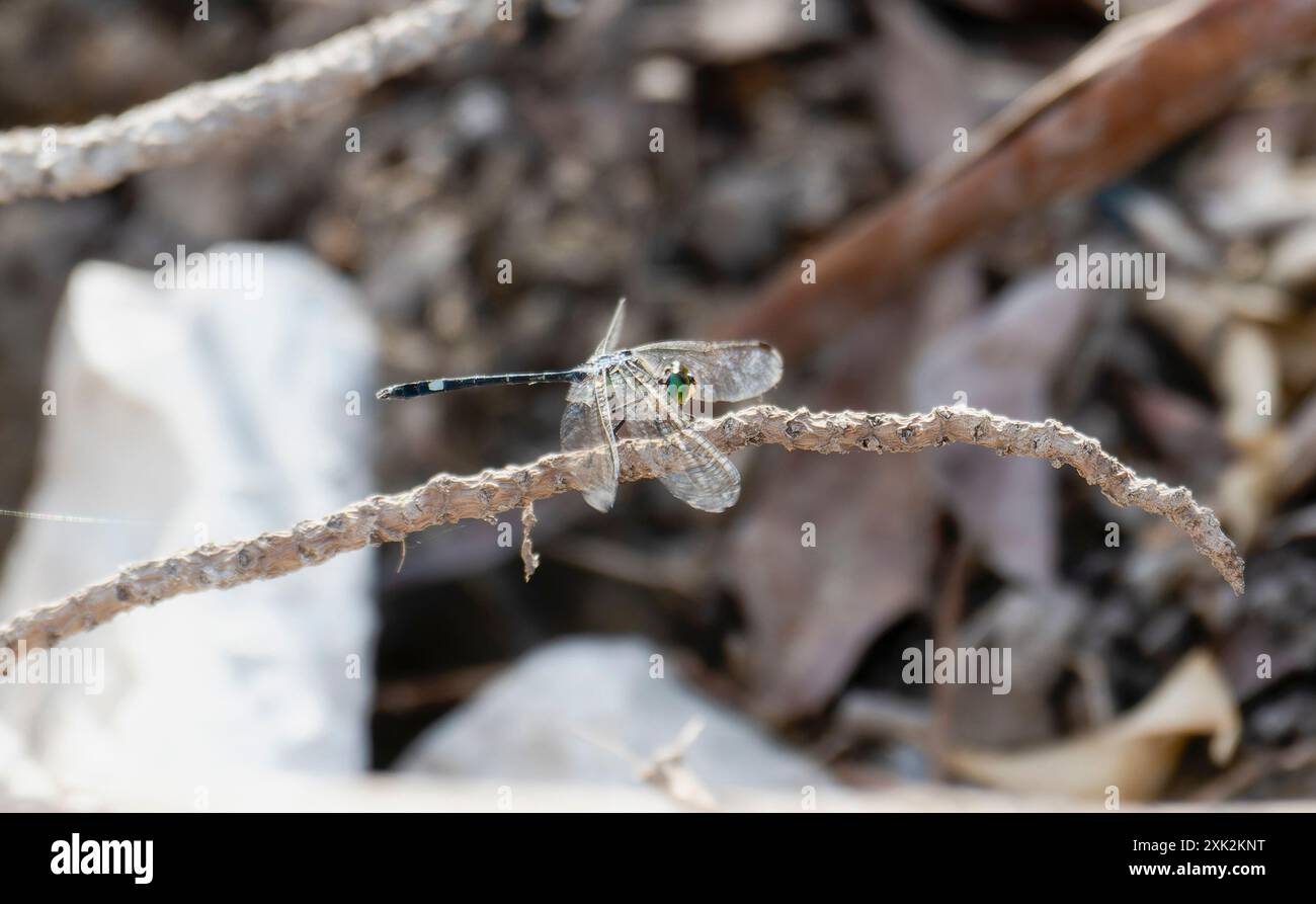 Eine dreigestreifte Dasher-Libelle (Micrathyria didyma), die sich durch ihre drei schwarzen Streifen entlang ihres Bauches auszeichnet; ruht auf einem dünnen, verwitterten Zweig. Stockfoto