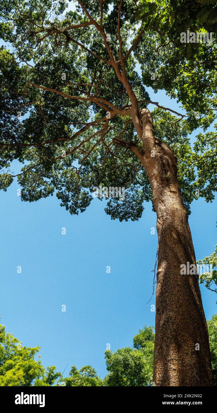 Pradosia kuhlmannii ist eine in Brasilien endemische Pflanzenart, die durch Habitatverlust bedroht ist und als casca-doce bekannt ist. Pradosia grisebachii und Ecclinusa grisebachii sind Synonyme für diese Art. Rio de Janeiro, Brasilien. Stockfoto