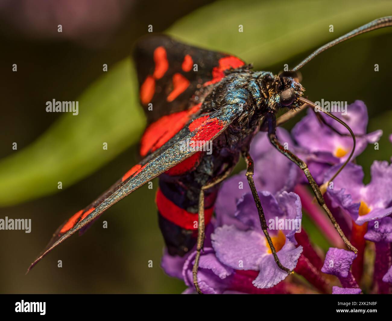 Nahaufnahme einer transalpinen burnet-Motte, die auf Buddleia-Blüten sitzt Stockfoto
