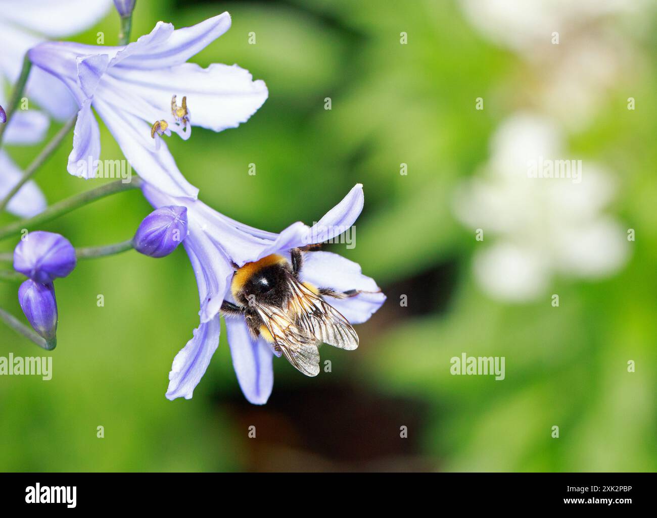 Honigbiene kriecht in einer kleinen Agapanthus-Blüte, um die Pollen in der Blüte zu sammeln Stockfoto
