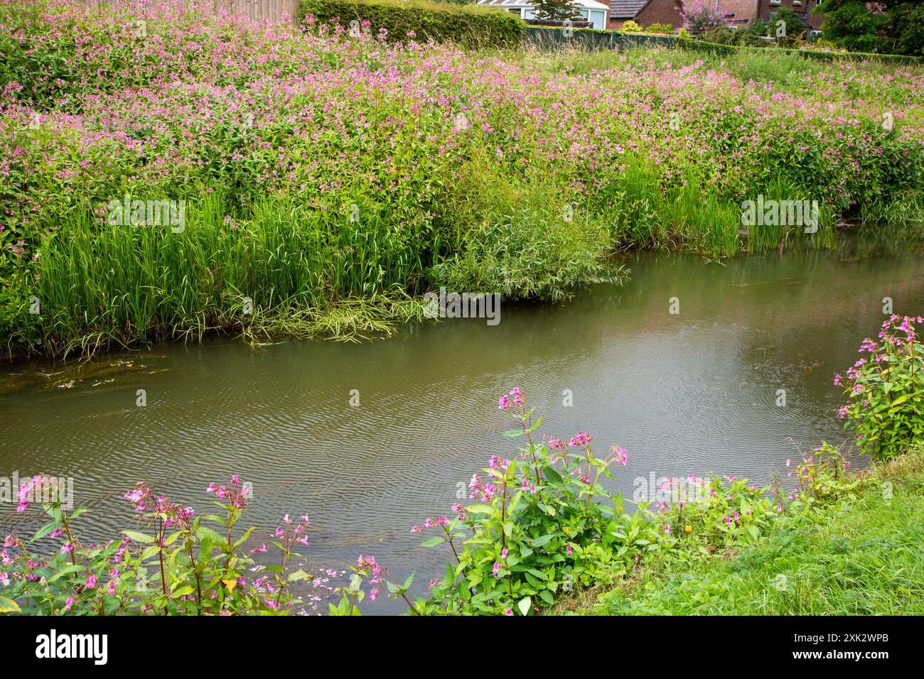 Der Himalaya Balsam Impatiens glandulifera ist eine große einjährige Pflanze, die im Himalaya beheimatet ist Stockfoto