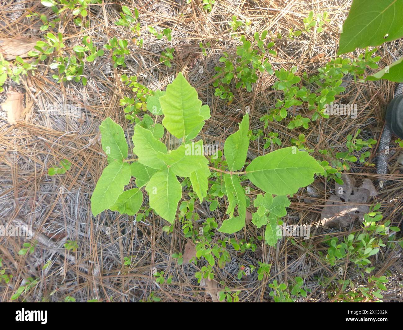 Atlantische Gifteiche (Toxicodendron pubescens) Plantae Stockfoto