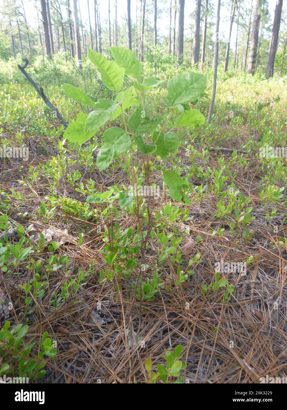 Atlantische Gifteiche (Toxicodendron pubescens) Plantae Stockfoto