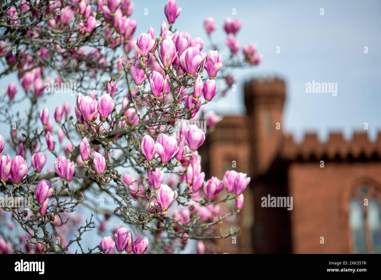 WASHINGTON DC – die Magnolien der Untertassen blühen im Frühjahr, im Hintergrund ist das Smithsonian Castle zu sehen. Diese blühenden Bäume im Garten Enid A. Haupt blühen typischerweise einige Wochen vor der berühmten Kirschblüte der Stadt. Stockfoto