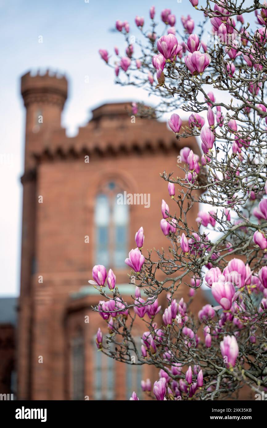 WASHINGTON, DC, Vereinigte Staaten – die Magnolienbäume der Untertassen blühen im Enid A. Haupt Garden, neben dem Smithsonian Castle. Die rosafarbenen und weißen Blüten dieser Zierbäume bilden eine farbenfrohe Frühlingsschau in diesem formellen öffentlichen Garten in der National Mall. Stockfoto