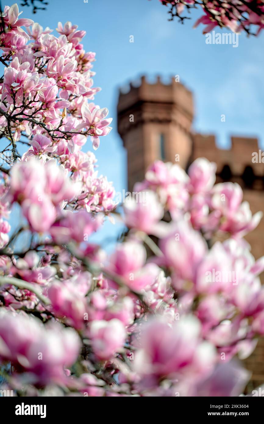 WASHINGTON DC – Untertassen-Magnolien blühen im Enid A. Haupt Garten mit dem Smithsonian Castle im Hintergrund. Diese im Frühjahr blühenden Bäume blühen typischerweise mehrere Wochen vor der Hauptsaison der Kirschblüte der Stadt. Der viktorianische Garten befindet sich hinter dem Schloss in der National Mall. Stockfoto