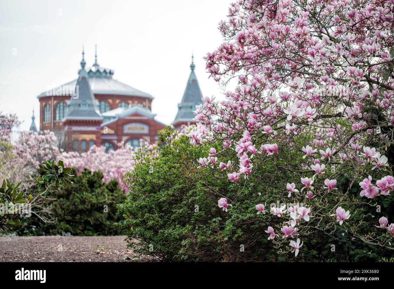 WASHINGTON DC – im Enid A. Haupt Garden, einem viktorianischen Garten hinter dem Smithsonian Castle, erblühen Untertassen-Magnolien. Diese frühblühenden Bäume bieten eine der ersten Blumenvorstellungen des Frühlings in der Hauptstadt, die typischerweise mehrere Wochen vor der berühmten Kirschblüte der Stadt blühen. Das Smithsonian's Arts and Industries Building ist im Hintergrund zu sehen. Stockfoto