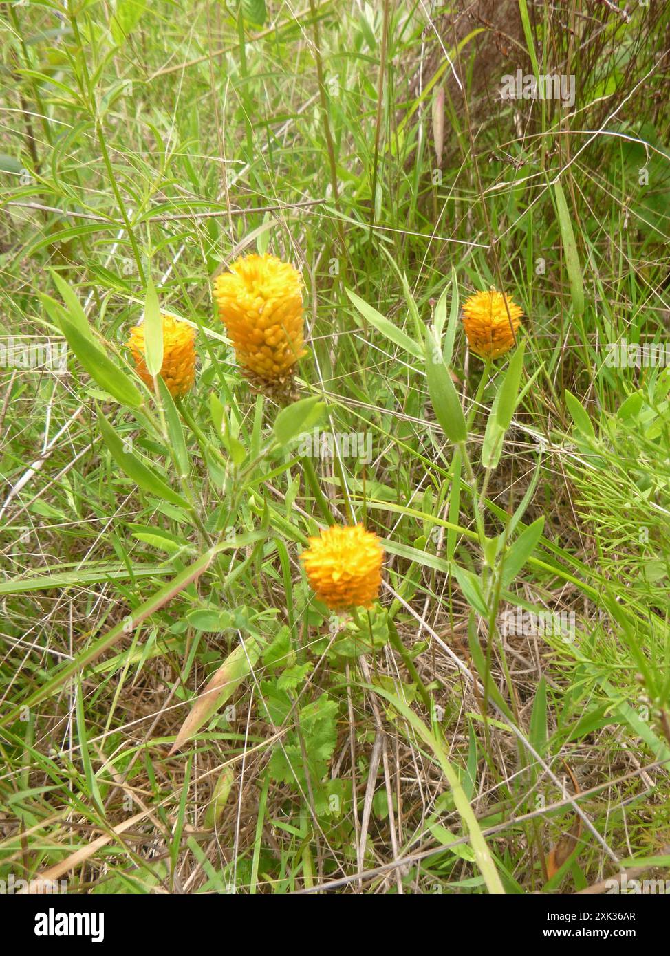 Orangenmilchkraut (Polygala lutea) Plantae Stockfoto