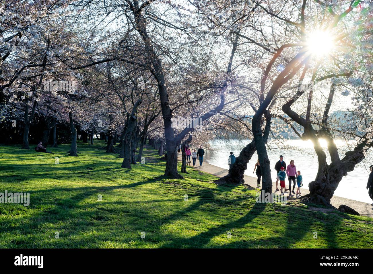 WASHINGTON, DC, USA – die Kirschblüte im Gezeitenbecken entfaltet sich in voller Blüte und sorgt für eine atemberaubende Darstellung rosa und weißer Blumen. Diese jährliche Veranstaltung zieht Tausende von Besuchern in die Hauptstadt der Nation, um die Schönheit der Blüten zu erleben und das National Cherry Blossom Festival zu feiern. Stockfoto