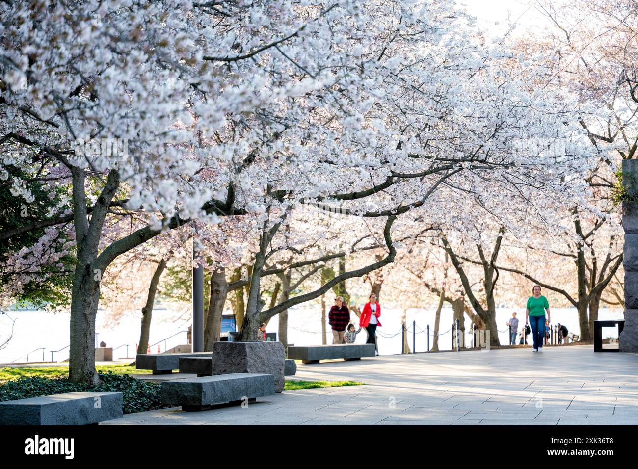 WASHINGTON, DC, USA – die Kirschblüte im Gezeitenbecken entfaltet sich in voller Blüte und sorgt für eine atemberaubende Darstellung rosa und weißer Blumen. Diese jährliche Veranstaltung zieht Tausende von Besuchern in die Hauptstadt der Nation, um die Schönheit der Blüten zu erleben und das National Cherry Blossom Festival zu feiern. Stockfoto