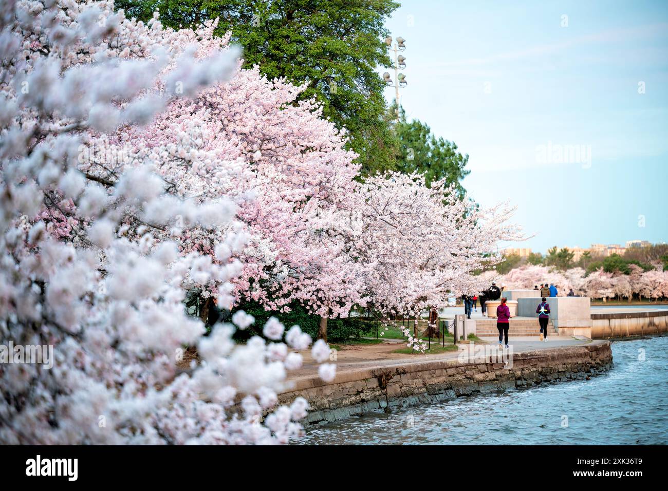 Cherry Blossoms Tidal Basin Washington DC // WASHINGTON DC – Besucher und Jogger bewegen sich auf dem Gehweg am südöstlichen Ufer des Tidal Basin mit Kirschblüten in voller Blüte. Die jährliche Blüte von etwa 3.800 Kirschbäumen, vor allem Yoshino-Kirschen (Prunus x yedoensis), macht das Tidal Basin zu einer der beliebtesten Frühlingsattraktionen Washingtons. Die Bäume waren ein Geschenk Japans im Jahr 1912 als Symbol der Freundschaft zwischen den beiden Nationen und wurden im Frühjahr zu einem ikonischen Symbol der Hauptstadt des Landes. Stockfoto
