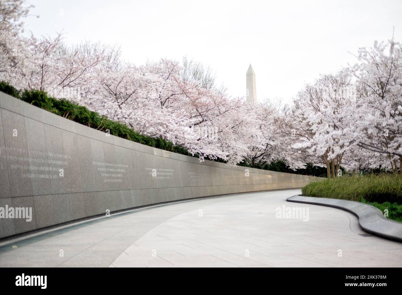 WASHINGTON DC, Vereinigte Staaten – die Kirschblüten in voller Blüte umgeben den Martin Luther King Jr. Gedenkstätte im Tidal Basin. Die legendäre Frühlingsschau fällt mit dem jährlichen Cherry Blossom Festival in Washington zusammen, das Tausende von Besuchern anzieht. Das hoch aufragende Denkmal ehrt Dr. Kings Vermächtnis als Anführer der amerikanischen Bürgerrechtsbewegung. Stockfoto