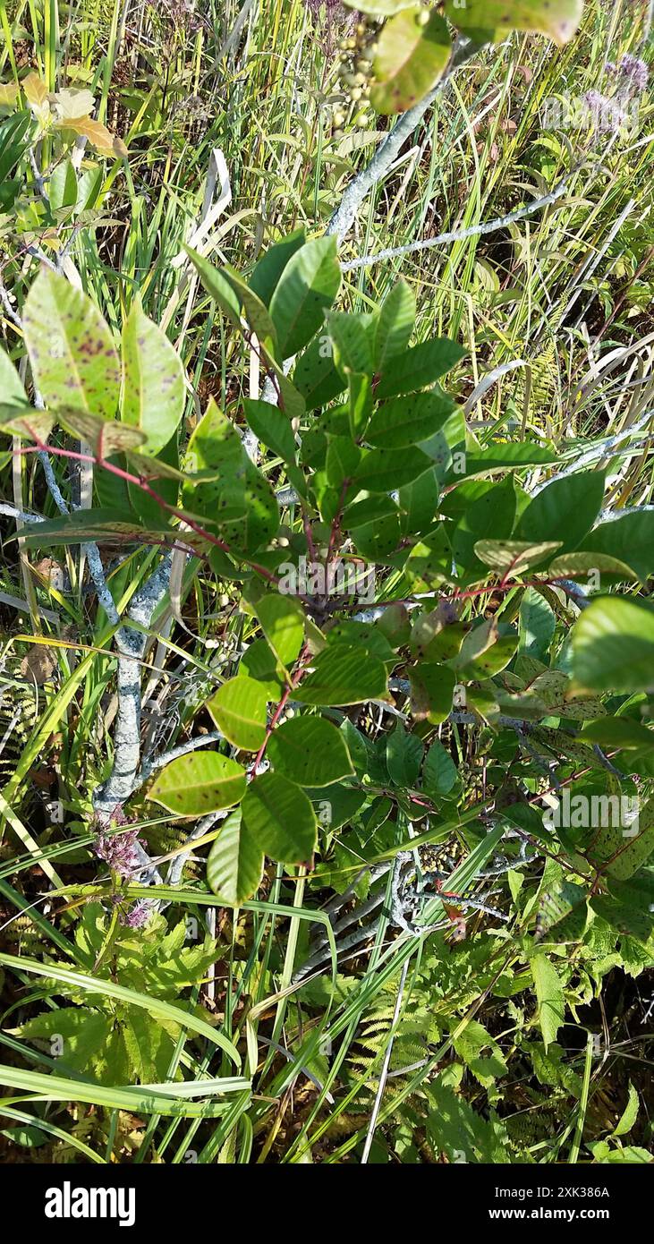 Poison Sumac (Toxicodendron vernix) Plantae Stockfoto