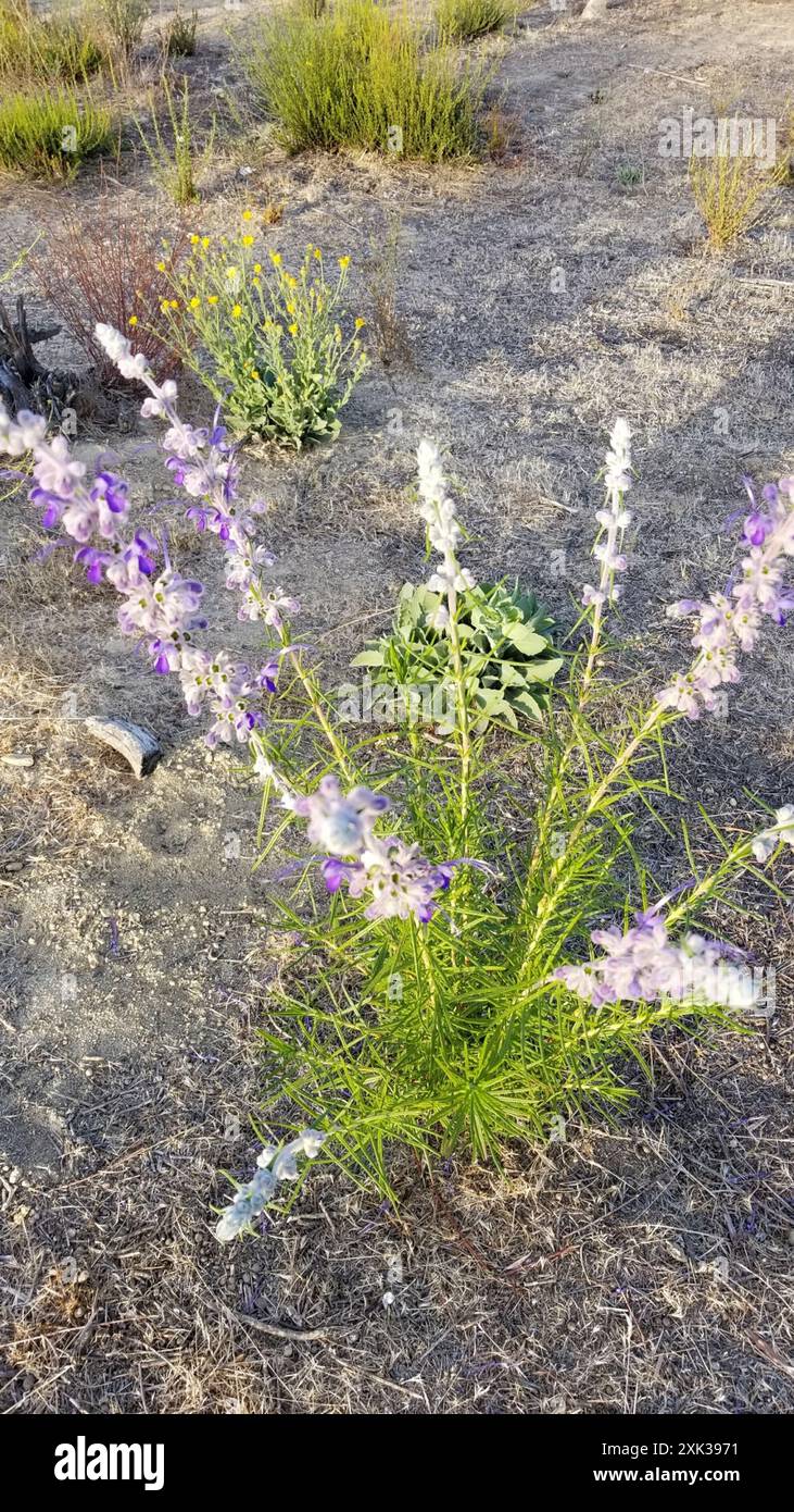 Wollbluecurls (Trichostema lanatum) Plantae Stockfoto