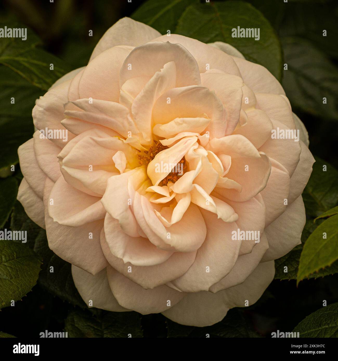 Offene blasscremefarbene Rose Stockfoto