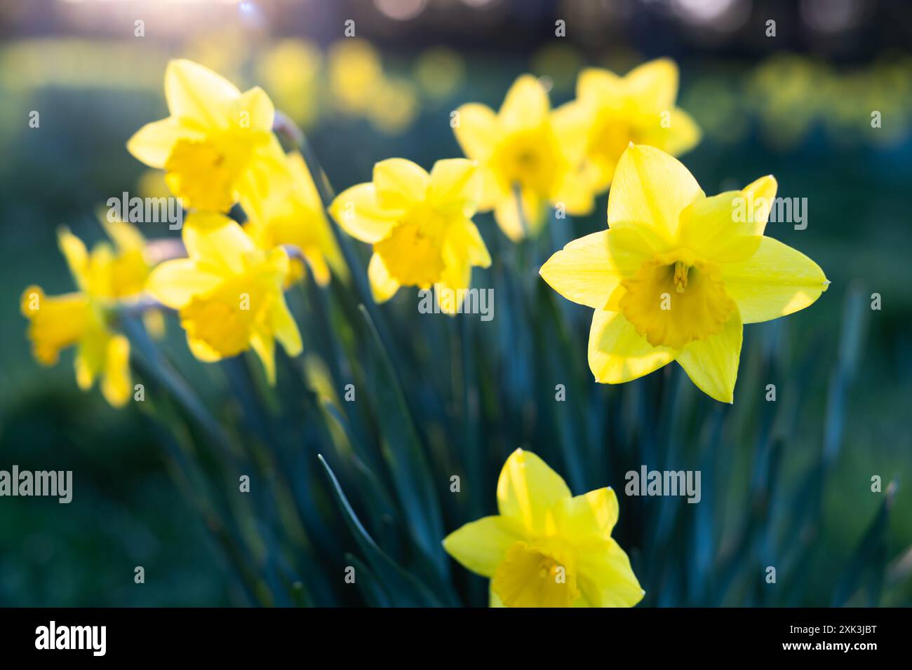 WASHINGTON DC – gelbe Narzissen blühen im Lady Bird Johnson Park in der Nähe des Tidal Basin. Der Park, benannt nach der ehemaligen First Lady, die für ihre Verschönerungsbemühungen bekannt ist, bietet umfangreiche Pflanzungen dieser frühen Frühlingsblumen. Stockfoto