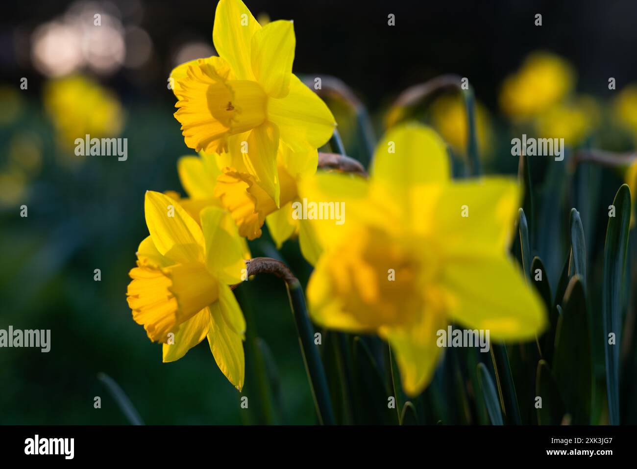 WASHINGTON DC – gelbe Narzissen blühen im Lady Bird Johnson Park in der Nähe des Tidal Basin. Der Park ist nach der ehemaligen First Lady benannt, die für ihre Verschönerungsbemühungen bekannt ist, und seine Frühlingsblumen gehören zu den ersten, die in jeder Saison erscheinen. Stockfoto