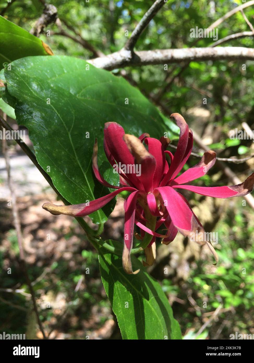 Kalifornische Süßstrauch (Calycanthus occidentalis) Plantae Stockfoto