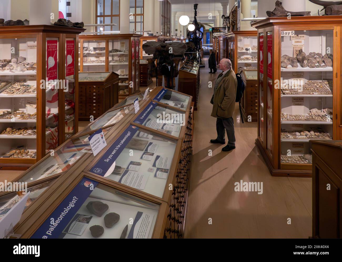 Innenraum Sedgwick Museum of Natural Sciences, Cambridge, England, Großbritannien Stockfoto