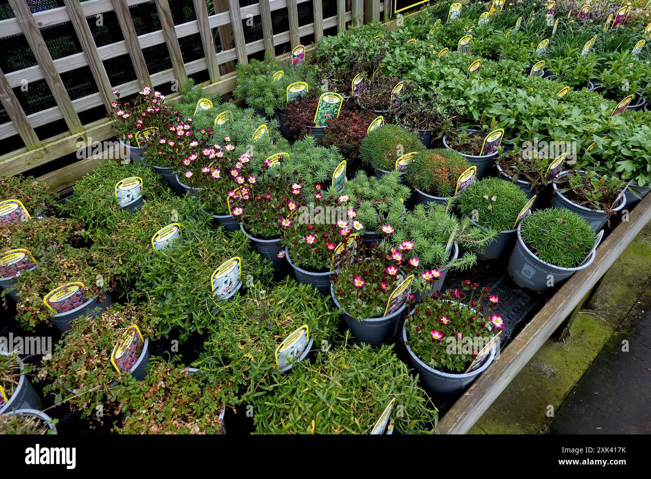 Topfpflanzen in einem Gartengarten Stockfoto