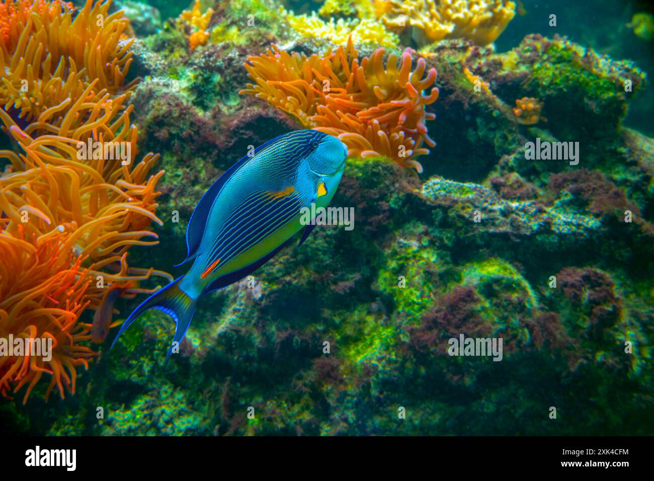 Sohal-Chirurgenfisch [Acanthurus sohal] der Familie Acanthuriden aus dem Roten Meer in Ägypten. Acanthurus sohal-Arten, die im Roten Meer und im Persischen Golf leben Stockfoto