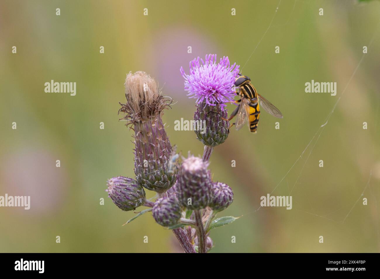 Die palarktische schwebfliege (Helophilus trivittatus) Stockfoto