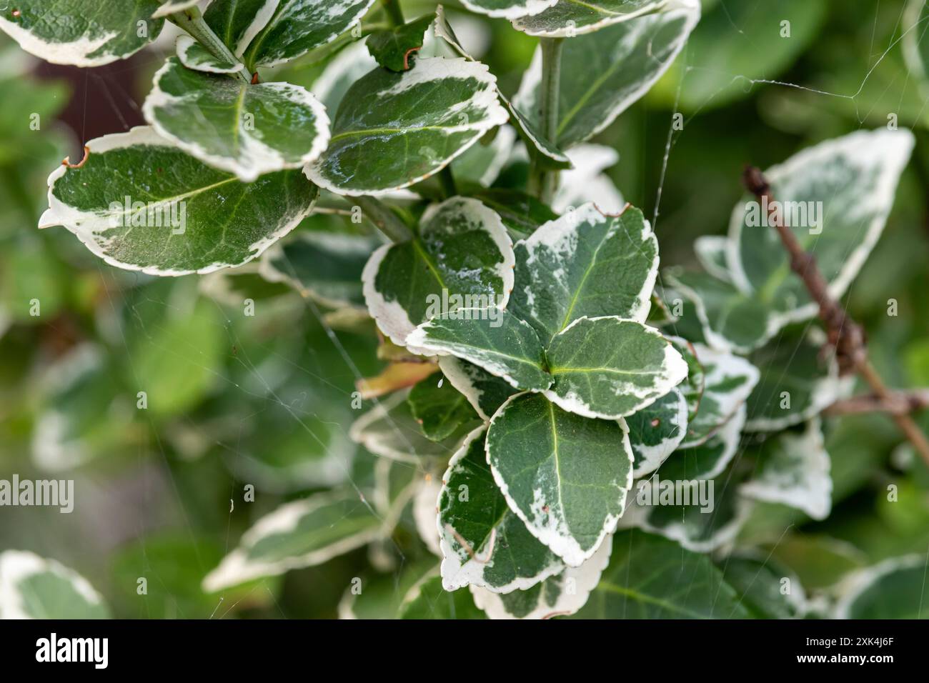 Grüne Buchsbaumblätter im Garten an einem sonnigen Julitag. Sommerzeit . Stockfoto