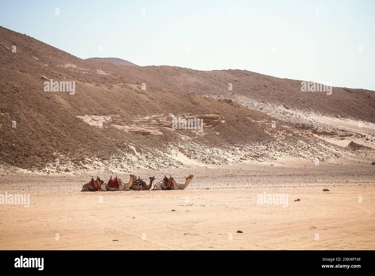 Karawane von drei Kamelen in der felsigen Wüste Ägyptens Dahab South Sinai Stockfoto