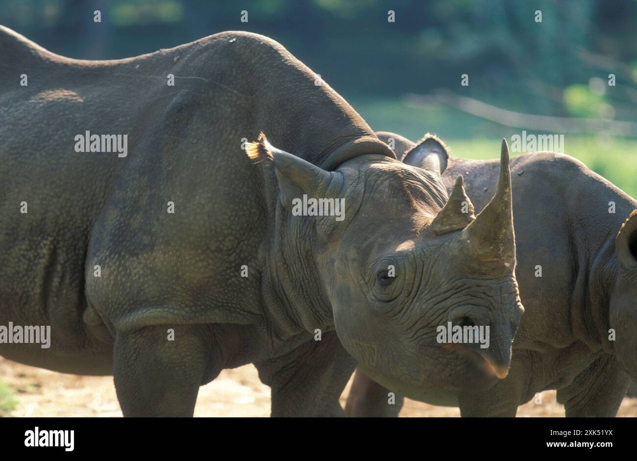 Ein Nashorn im Mysore Zoo in der Stadt Mysore in der Provinz Karnataka in Indien. Indien, Mysore, März 1998 Stockfoto