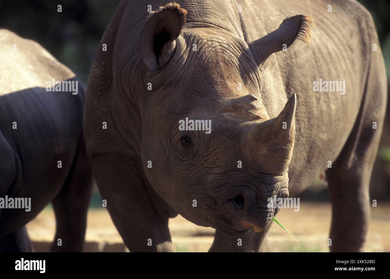 Ein Nashorn im Mysore Zoo in der Stadt Mysore in der Provinz Karnataka in Indien. Indien, Mysore, März 1998 Stockfoto