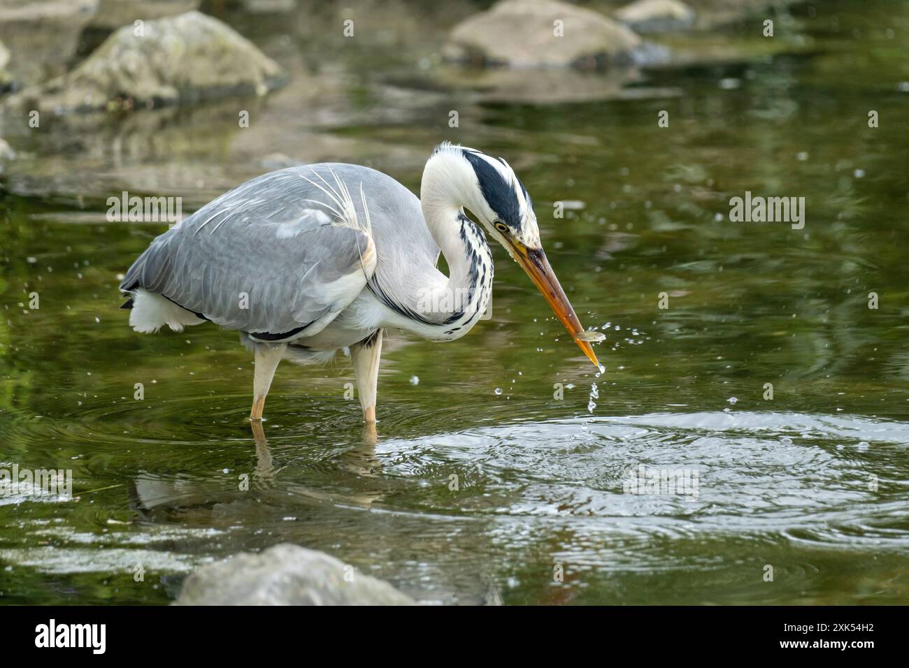 Graureiher (Ardea cinerea) Jagd auf Nahrung am Ufer des Ijsselmeers in den Niederlanden Stockfoto