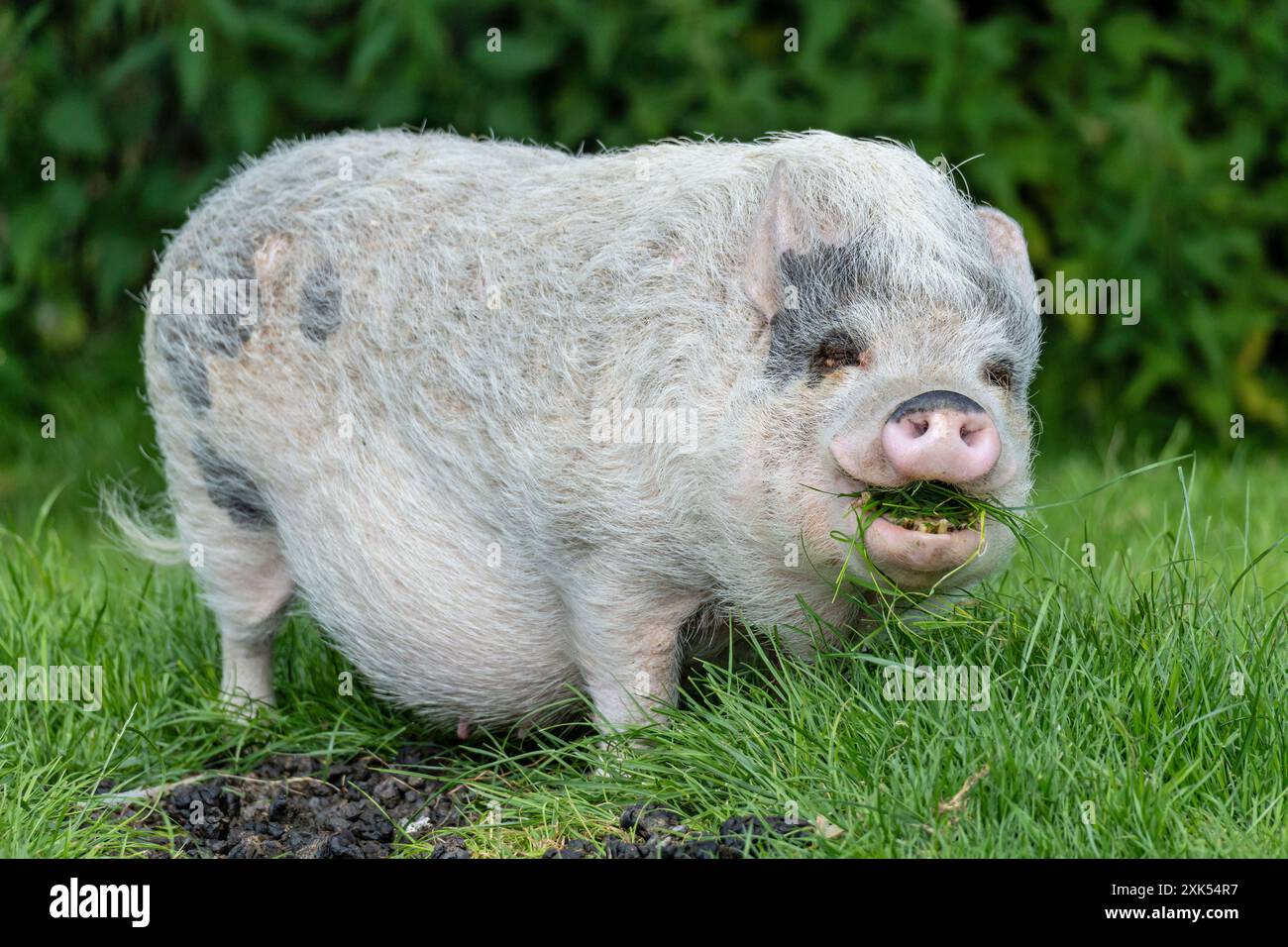 Minischwein weidet auf üppiger Wiese Stockfoto