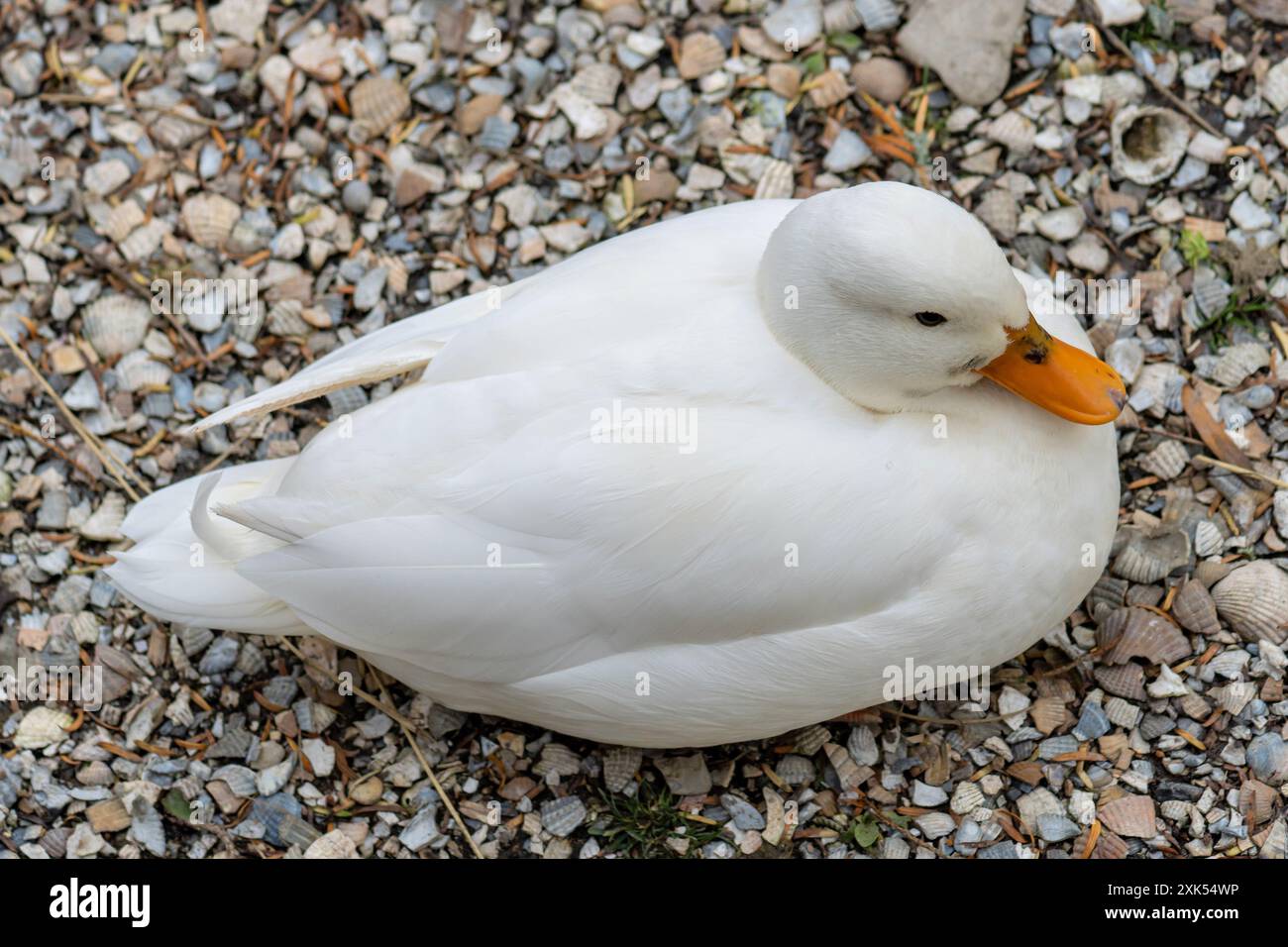 Ruhendes weißes Pekin (Anas platyrhynchos domestica) Stockfoto