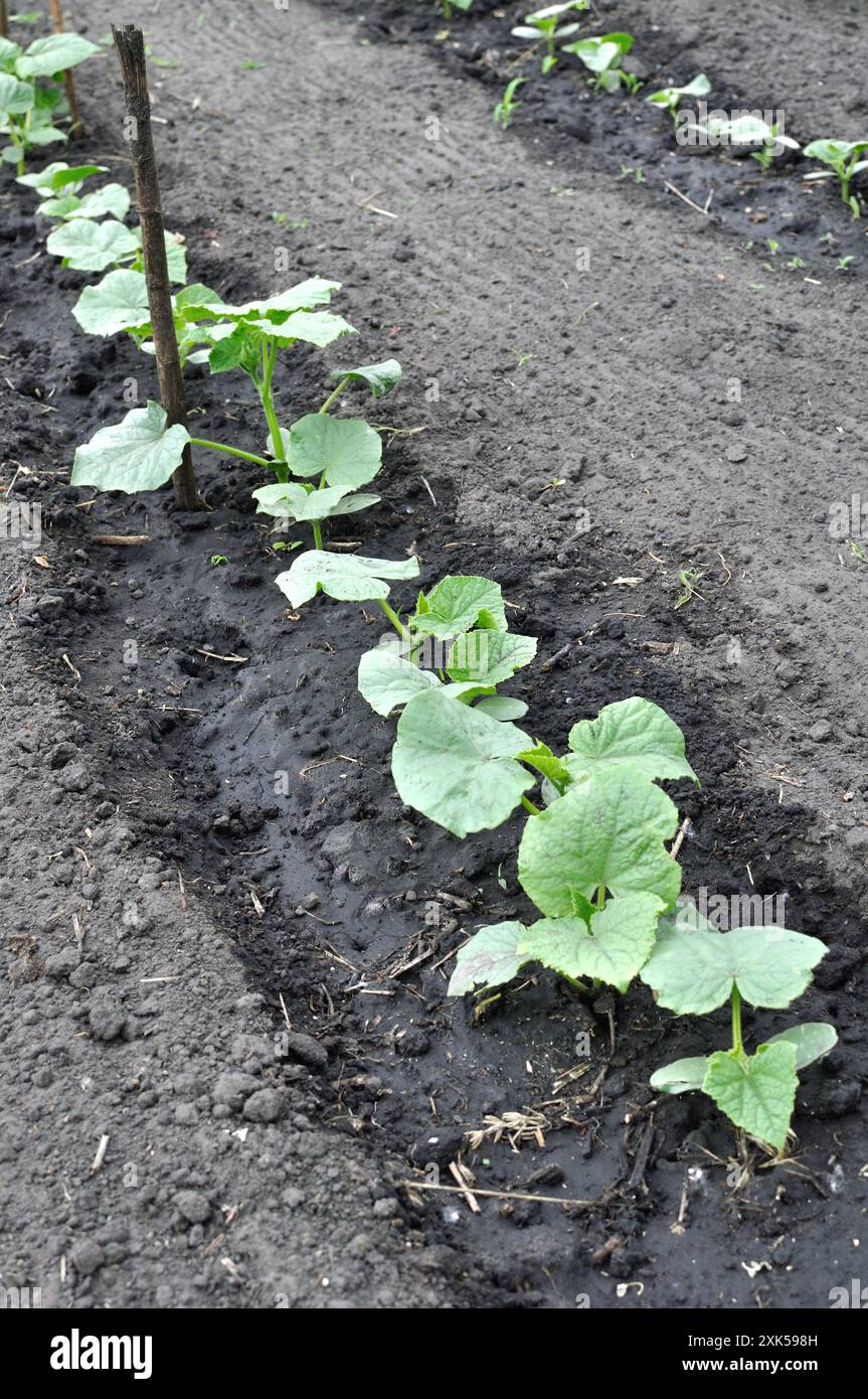 Ökologisch angebaute Gurkenplantage im Gemüsegarten, nach dem Gießen, vertikale Zusammensetzung Stockfoto