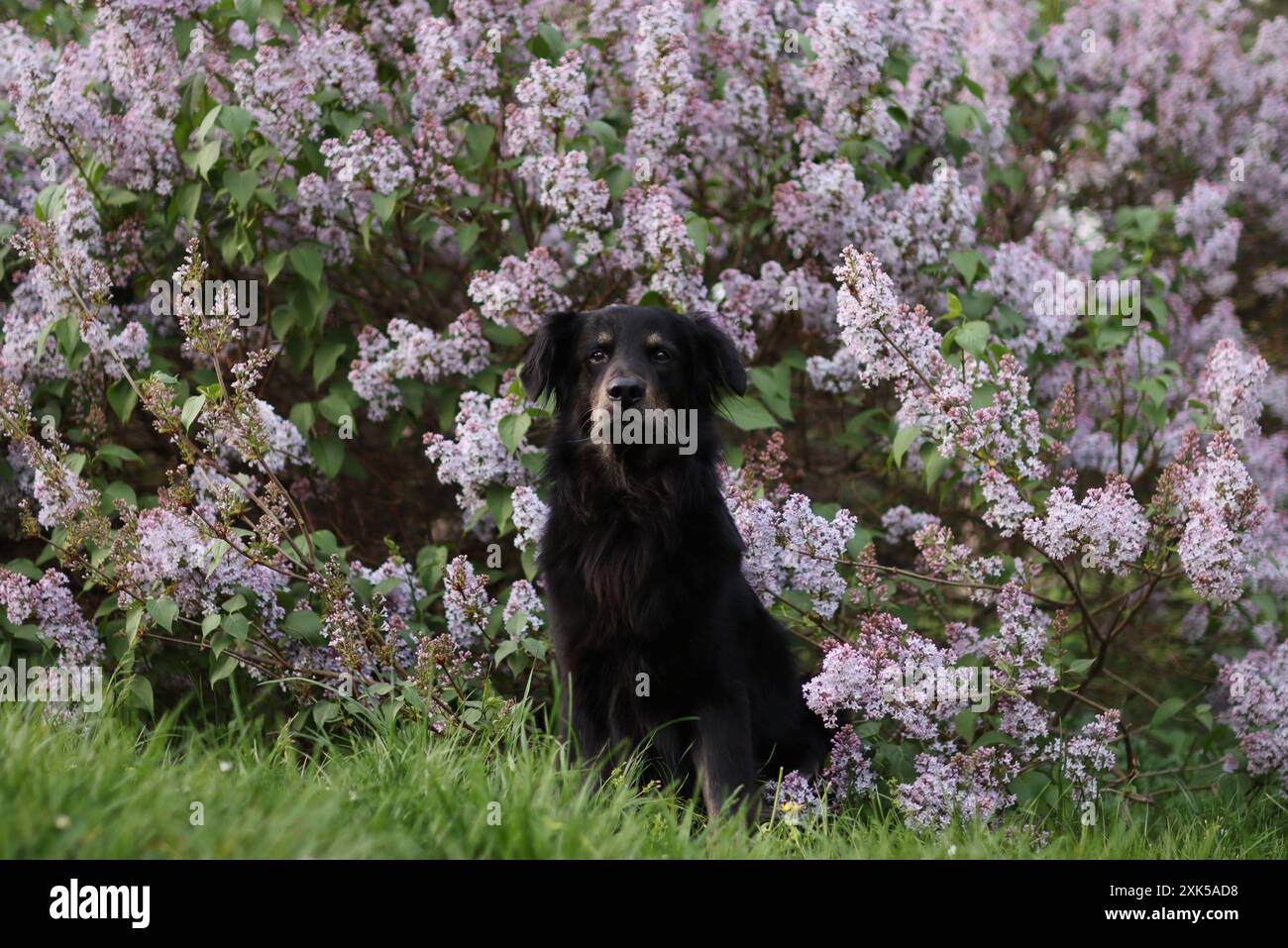 Schwarzer Hund in der Natur in Flieder auf einem Spaziergang. Er hat einen violetten Hintergrund Stockfoto