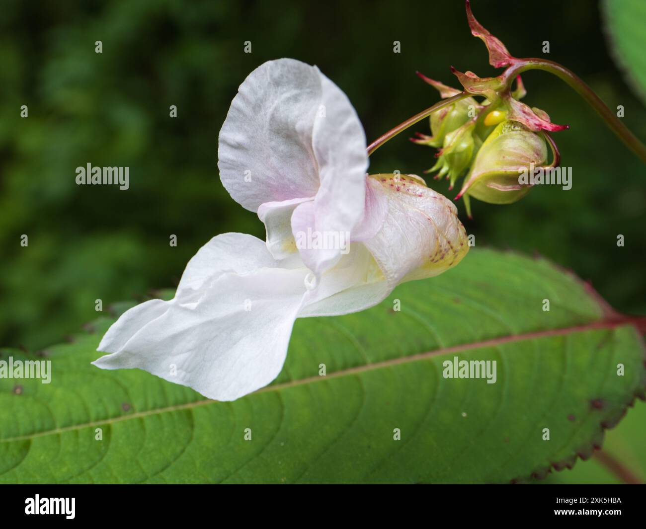 Weiße Sommerblume des invasiv harten jährlichen Himalaya-Balsams Impatiens glandulifera Stockfoto