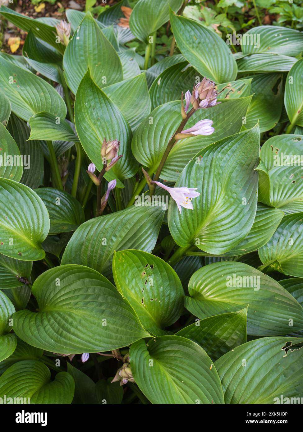 Dunkelgrünes Laub und auftauchende Sommerblumen der eleganten, harten Staude Hosta „Devon Green“ Stockfoto