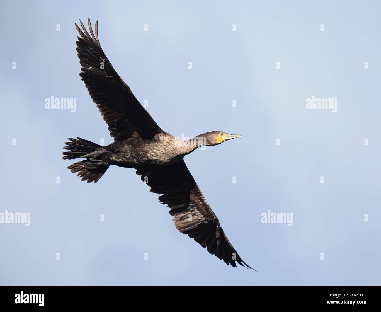 Sub-adulter Kormoran, der von einem Inlandsitz aus fliegt. Stockfoto